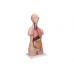 klasyczny model ludzkiego tułowia unisex, 12 części - inteligentna anatomia 3b smart anatomy kat.1000186 b09 3b scientific modele anatomiczne 4